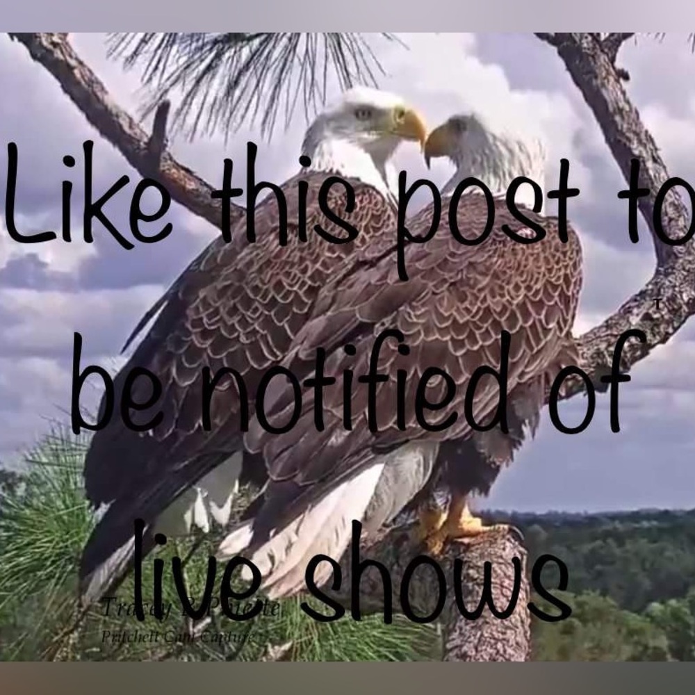 eaglesbranch Like this post to be notified of my live shows